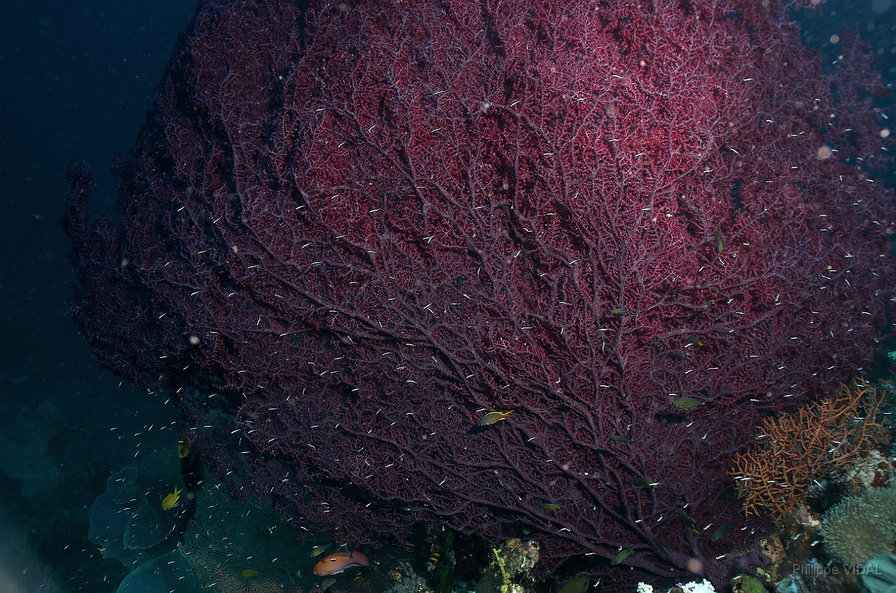 Raja Ampat 2016 - Corail - Gorgone - IMG_4067_rc.jpg